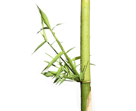 bamboo tree isolated on white backgroundの写真素材