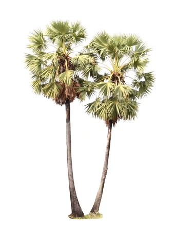 Sugar palm isolated on a white backgroundの写真素材