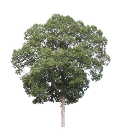 Tree in the forests of Thailand ,isolated on white backgroundの写真素材