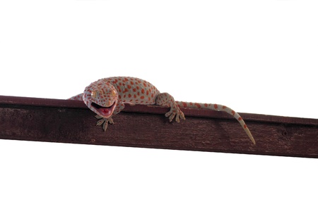 Gecko ,isolated on white backgroundの写真素材