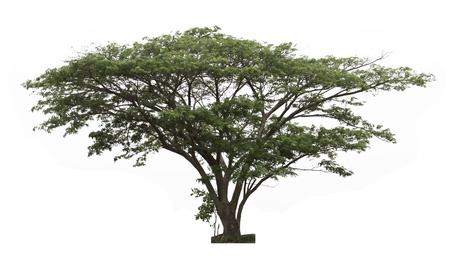 Rain tree  Samanea saman  ,Tree in Thailand ,isolated on white backgroundの写真素材