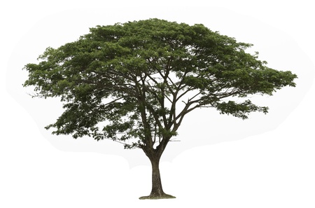 Rain tree  Samanea saman  ,Tree in Thailand ,isolated on white background