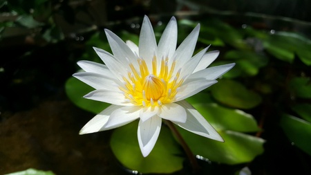 White lotusの素材