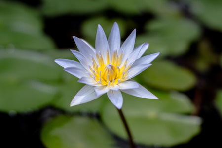 White lotusの写真素材