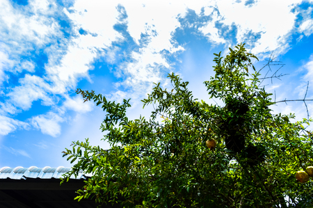 Blue skyの写真素材