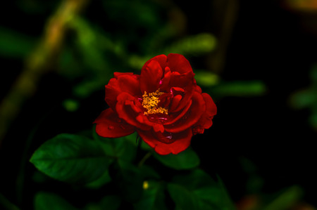 Roseの写真素材