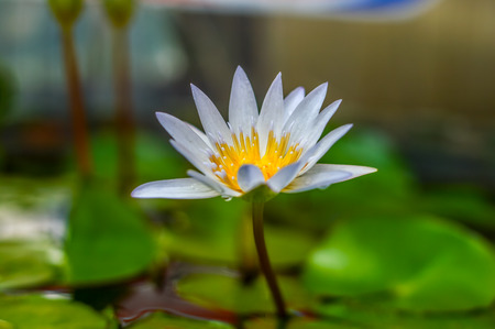 White Lotusの写真素材