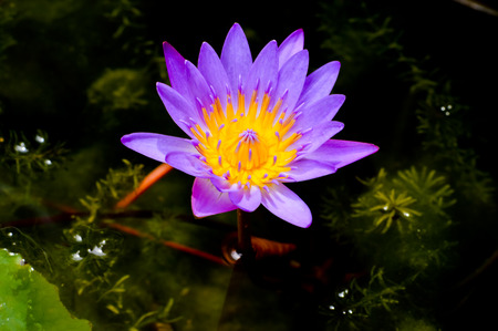 Lotusの写真素材