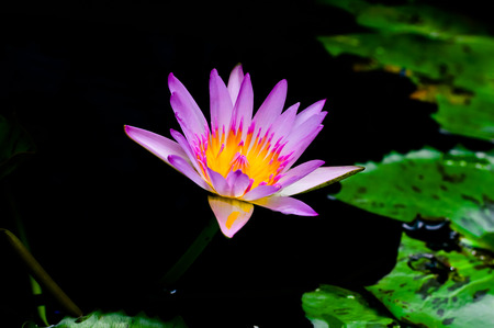 Pink Lotusの写真素材