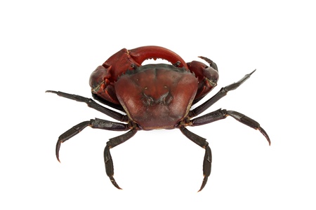 Crab.Crab on the white background.の写真素材