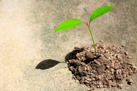 Seedlings on the ground.の写真素材