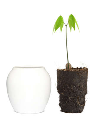 Rubber tree with a vase.の写真素材
