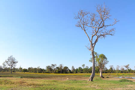 Dead trees in the pasture.の写真素材
