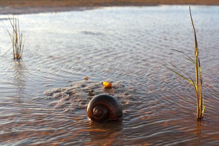 Golden apple snails on the shore.