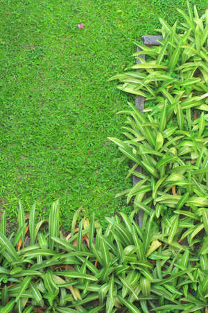 Grass and trees in the garden plot 