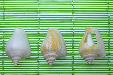 Three different types of shells 