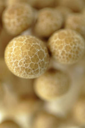 Buna shimeji Mushroom