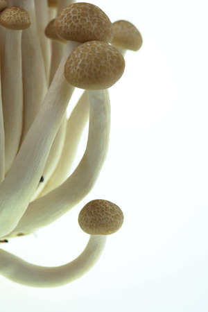 Buna shimeji Mushroom
