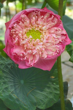 Giant lotus の写真素材