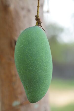 Fresh mango の写真素材