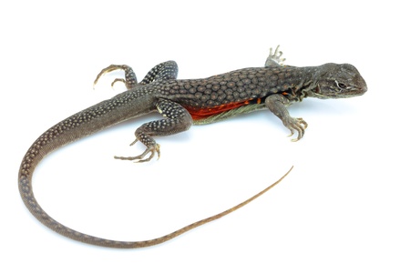  The scientific name Leiolepis belliana rubritaeniata ,Butterfly Lizard,Ground Lizardの写真素材