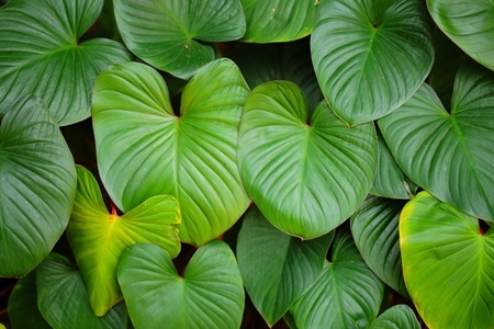 The leaves of the taro plants in the family 