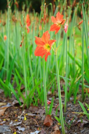 Orange wildflowers の写真素材