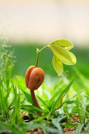 Plant growth の写真素材