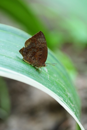 Gray butterfly on a leaf の写真素材
