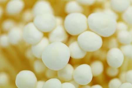 Golden needle mushroom の写真素材