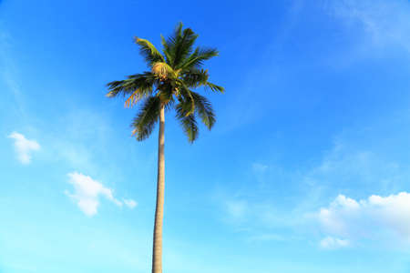 Coconut trees and sky background の写真素材