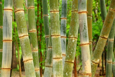 Background bamboo の写真素材