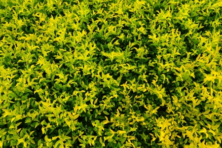 Background at the plant Golden dewdrop  Duranta drdcta L  の写真素材