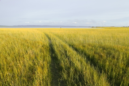 Road in meadow の写真素材