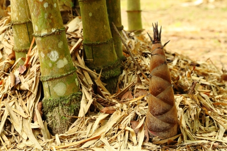 Bamboo shoots の写真素材