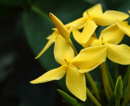 Yellow flower close-up West Indian Jasmine scientific name Ixora chinensis Lamk の写真素材