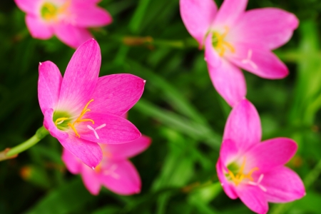 Rain Lily Scientific name Zephyranthes spp の写真素材