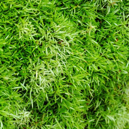 Close-up Tree Moss 