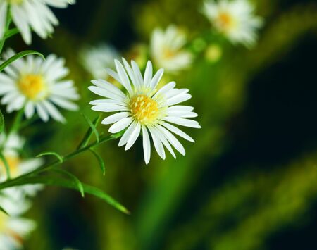 Close-up of white flowers 