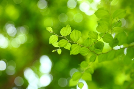 Close-up leaves of the jujube. (Zizyiphus mauritiana Lamk.)の写真素材