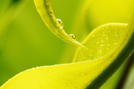 Close-up on leaf water fern 