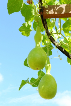 Tree of gourd and bottle gourd  Lagenaria siceraia  Molina  Standley  の写真素材