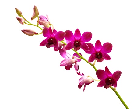 Red orchids on a white background の写真素材