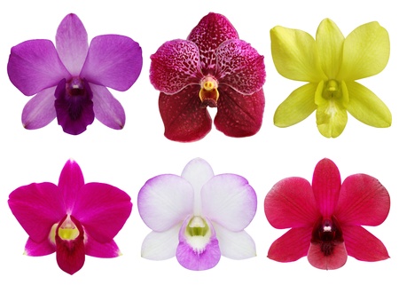 Collection of orchid flower on white background の写真素材
