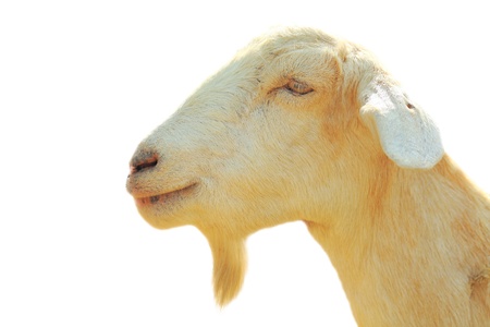 Close-up face of a goat の写真素材