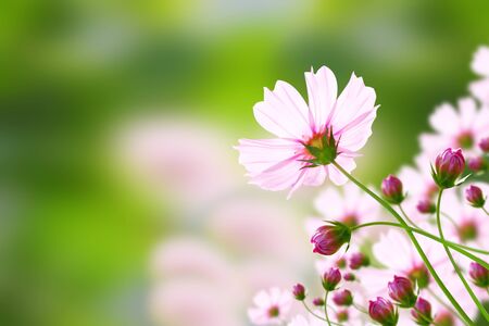flower pink cosmos   Cosmos sulphureus Cav  の写真素材