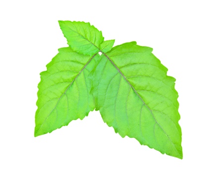 Leaf Hairy Basil on white background  Ocimum basilicum  L f  var  citratum Back 