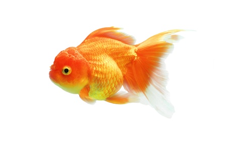 Goldfish on a white background の写真素材