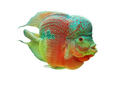 Cichlid of on white background  Cichlid ae の写真素材
