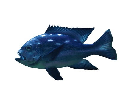 Tropical fish の写真素材